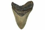 Fossil Megalodon Tooth - North Carolina #258738-1